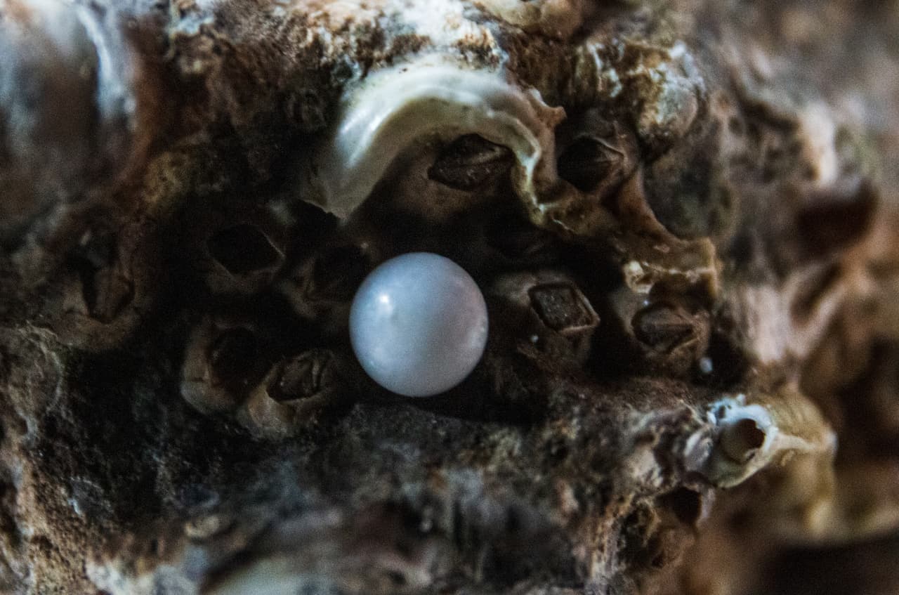 Broome Pearling Industry